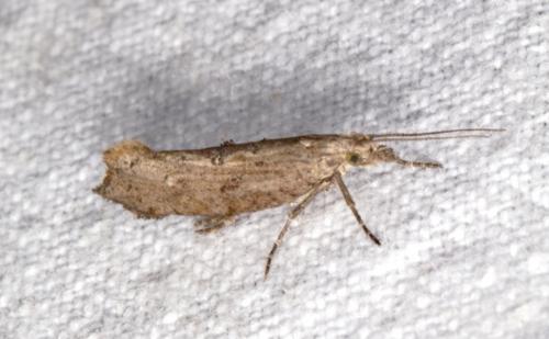 Ypsolopha horridella